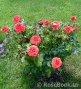 Tatton Tatton