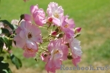 Apple Blossom Apple Blossom