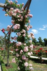 Apple Blossom Apple Blossom