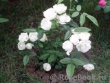 White Morsdag White Morsdag