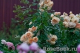 Crown Princess Margareta® Crown Princess Margareta®