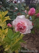 Strawberry Hill Strawberry Hill