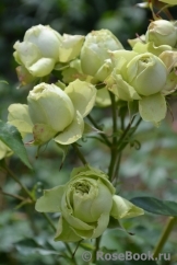 Lovely Green ® Lovely Green ®