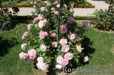 Cote Jardins Cote Jardins