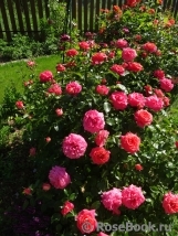 Sommersonne Sommersonne