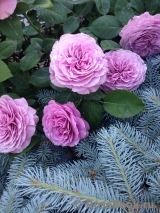 Lavender Ice Lavender Ice