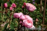 The Alnwick Rose The Alnwick Rose