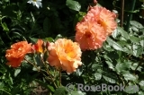 Westerland Westerland