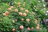 Lady of Shalott Lady of Shalott