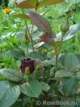 Black Baccara Black Baccara
