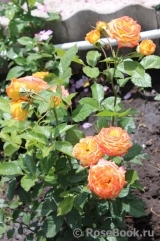 Gartenspass ® Gartenspass ®