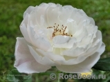 Desdemona Desdemona