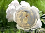 Desdemona Desdemona