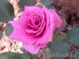 Lovely Lydia® Lovely Lydia®