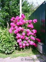 Excelsa Excelsa