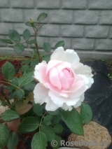 Brother Cadfael Brother Cadfael