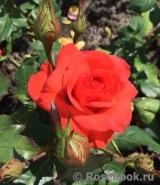 Spath`s Jubilaum
