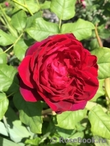 Astrid Grafin von Hardenberg Astrid Grafin von Hardenberg