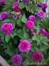 Heidi Klum Rose Heidi Klum Rose