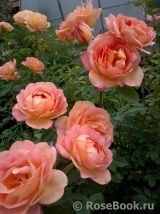 Lady of Shalott Lady of Shalott