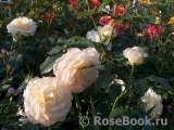 Marie Antoinette Marie Antoinette
