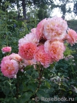 Augusta Luise Augusta Luise