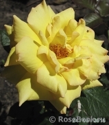 Especially for You Especially for You