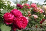 Ascot Ascot
