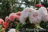 Claire Rose Claire Rose