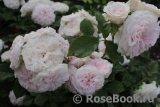 Claire Rose Claire Rose