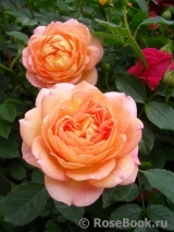 Lady of Shalott Lady of Shalott