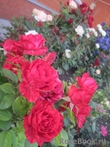 Red Intuition Red Intuition