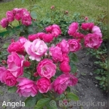 Angela Angela