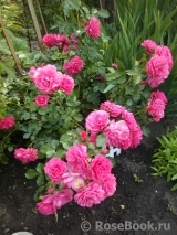 Rosarium Uetersen Rosarium Uetersen