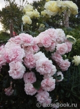 Home & Garden Home & Garden