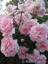 Home & Garden Home & Garden