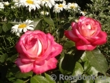 Rose Gaujard Rose Gaujard