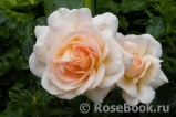 Chandos Beauty Chandos Beauty