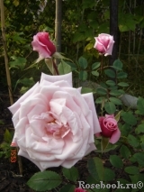 Blossomtime Blossomtime