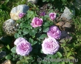 Lavender Ice Lavender Ice