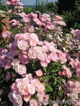 Heavenly Pink Heavenly Pink