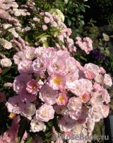 Heavenly Pink Heavenly Pink