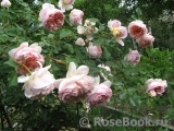 Abraham Darby Abraham Darby