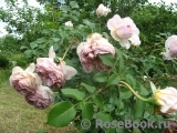 Abraham Darby Abraham Darby