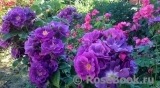 Rhapsody in Blue Rhapsody in Blue