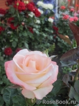 Belle Perle Belle Perle