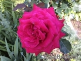 Dame de Coeur Dame de Coeur