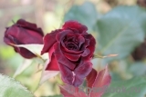 Black Baccara Black Baccara
