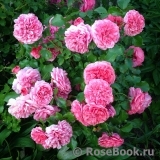 Rosarium Uetersen Rosarium Uetersen