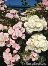 Heavenly Pink Heavenly Pink